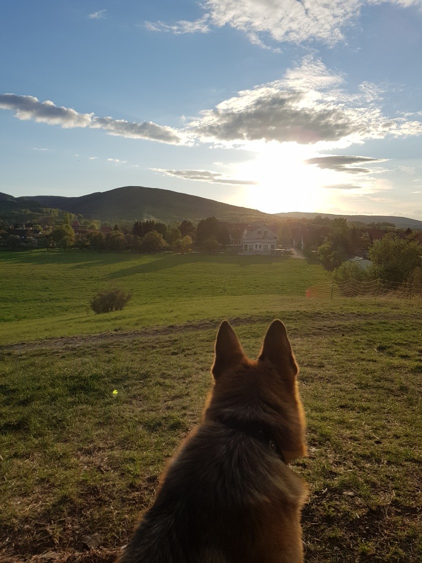 hund auf wiese