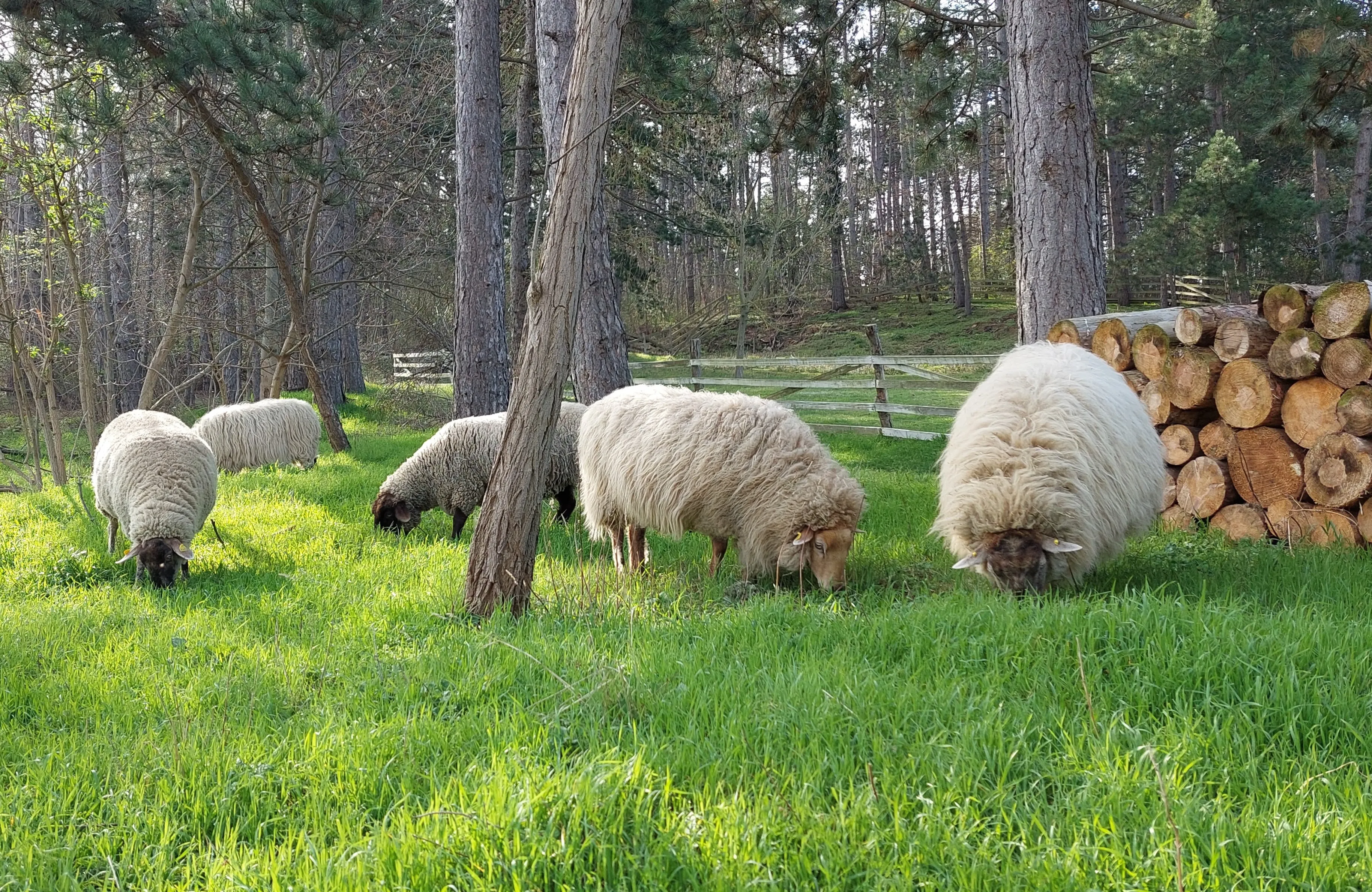 Unsere Tiere